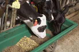 Animal Feed